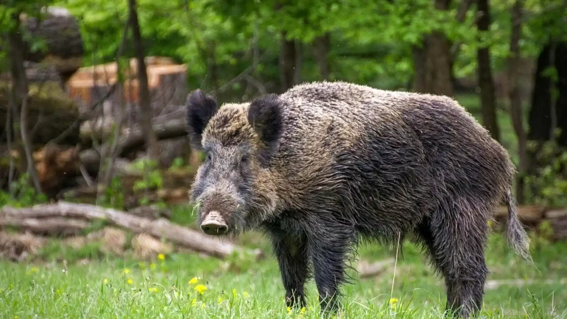 Fauna selvatica , Coldiretti lancia l'allarme. "Serve piano nazionale In Italia 3300lupi e 2,3milioni di cinghiali".